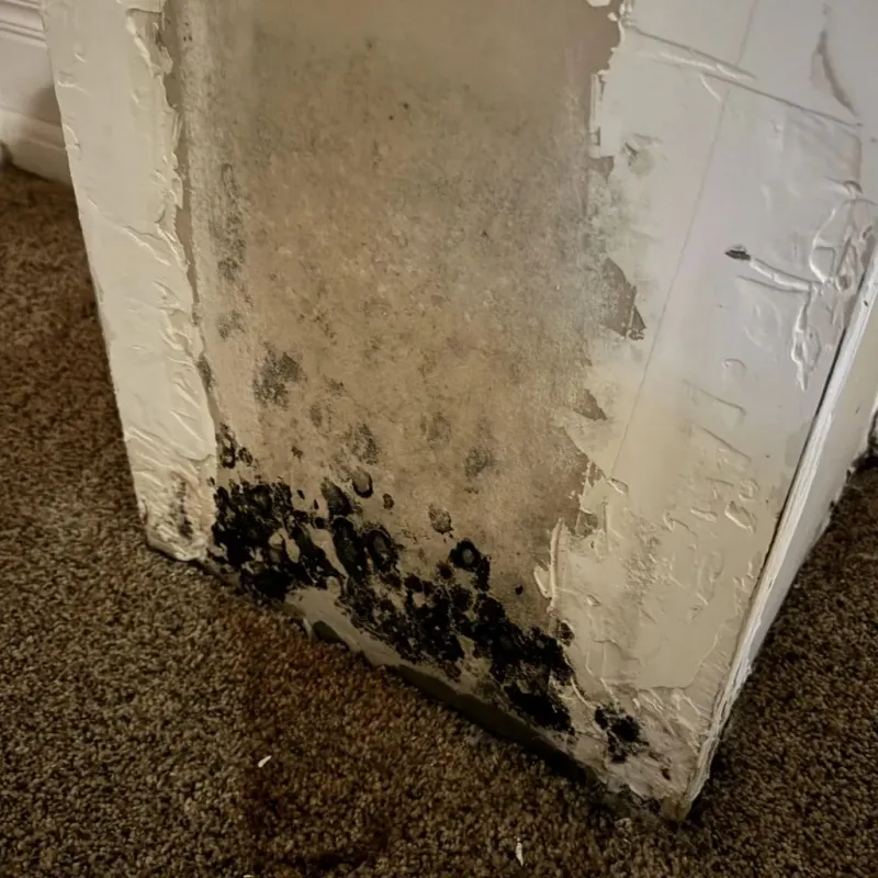 Professional Mold Removal in Cortland, NY
